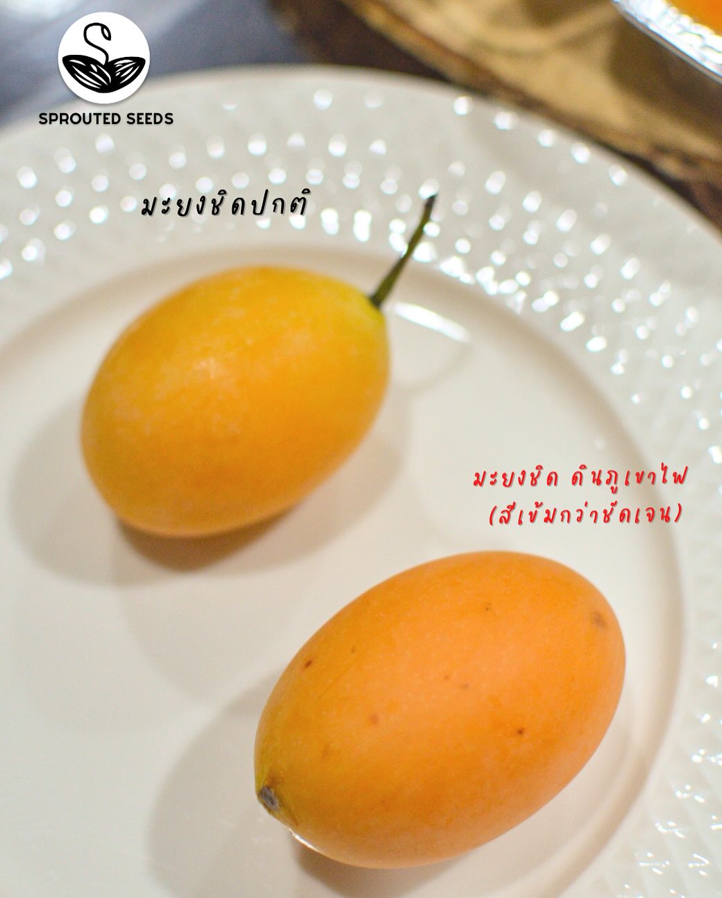 SS | Yong chid, Moon Sticky Rice, Low fat young coconut cream, Crispy Mung bean Parfait (No sugar added)