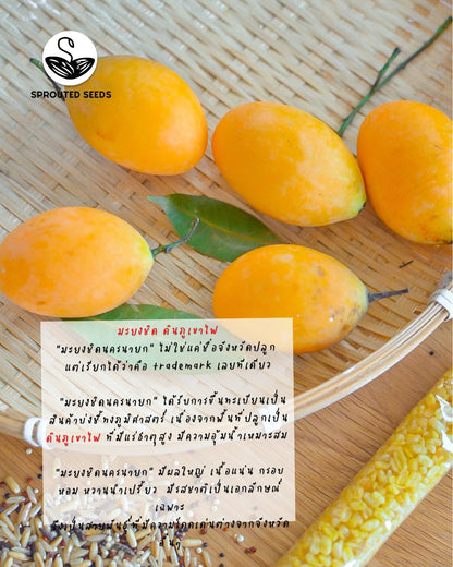 Yong chid, Crispy Mung bean Low fat cheesecake